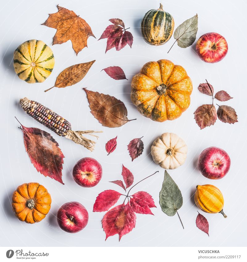 Herbst Composing mit Kürbis,Äpfel und Laub Gemüse Apfel Lifestyle Stil Design Erntedankfest Halloween Natur Blatt Dekoration & Verzierung Zeichen Ornament