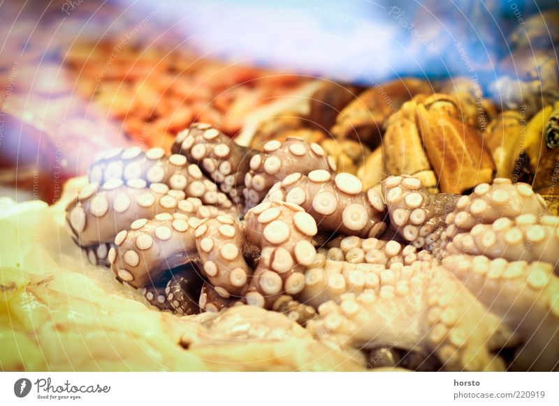 Pauls Untergang Lebensmittel Fisch Meeresfrüchte Ernährung Sushi exotisch Tier Totes Tier Octopus Tintenfisch Fischmarkt Farbfoto Detailaufnahme Menschenleer