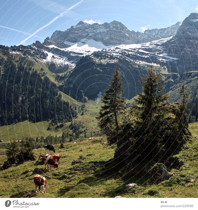 Beef in paradise Himmel Sommer Schnee Baum Alm Wiese Alpen Berge u. Gebirge Kalkalpen Karwendelgebirge Ahornboden Schneebedeckte Gipfel Nutztier Kuh Tiergruppe