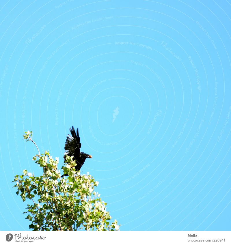 Gewonnen! Umwelt Natur Pflanze Tier Himmel Baum Blatt Baumkrone Vogel Flügel Krähe Aaskrähe 1 natürlich oben blau grün Gefühle Begeisterung Zufriedenheit