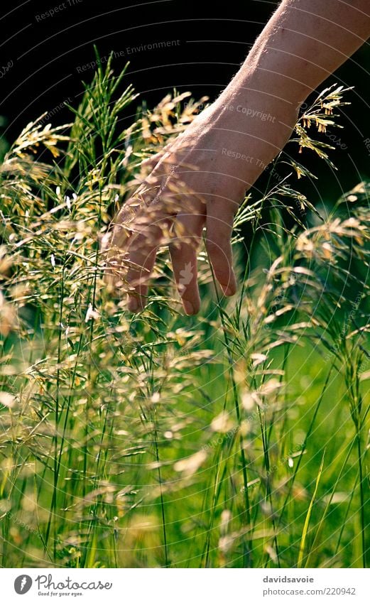 Heuwiese Getreide Bioprodukte Lifestyle Wellness Leben Wohlgefühl Freiheit Expedition Sommer Sonne Gartenarbeit Landwirtschaft Forstwirtschaft Arme Hand Finger