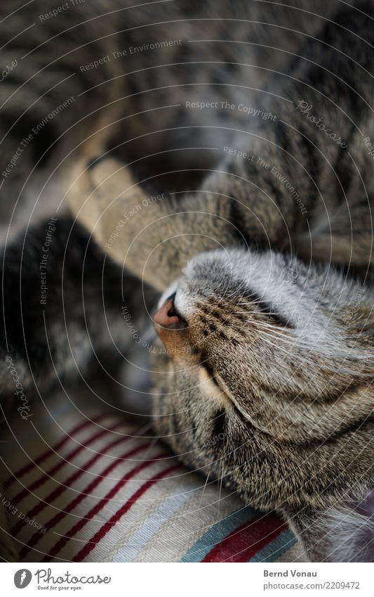 schlafen Katze 1 Tier authentisch Tigerfellmuster Schnauze Nase Schnurrhaar Muster braun friedlich Farbfoto Innenaufnahme Menschenleer Textfreiraum oben Tag