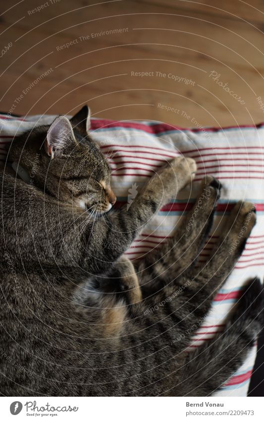 Braun getigerte Katze beim Schlafen auf einem Kissen Tier Haustier 1 schön braun Tigerfellmuster Pfote Holzfußboden Häusliches Leben Idylle friedlich schlafen