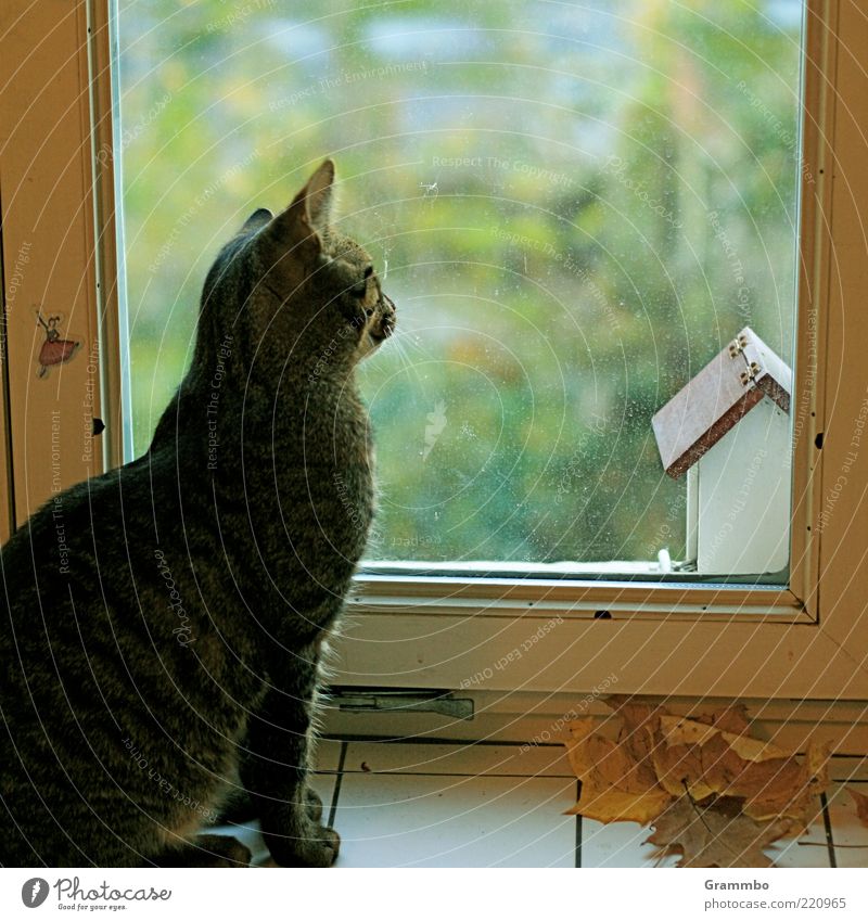 Sehnsucht Tier Haustier Katze 1 warten Futterhäuschen Fenster Fensterscheibe Tigerfellmuster Farbfoto Tag sitzen Fensterblick Blick Wachsamkeit