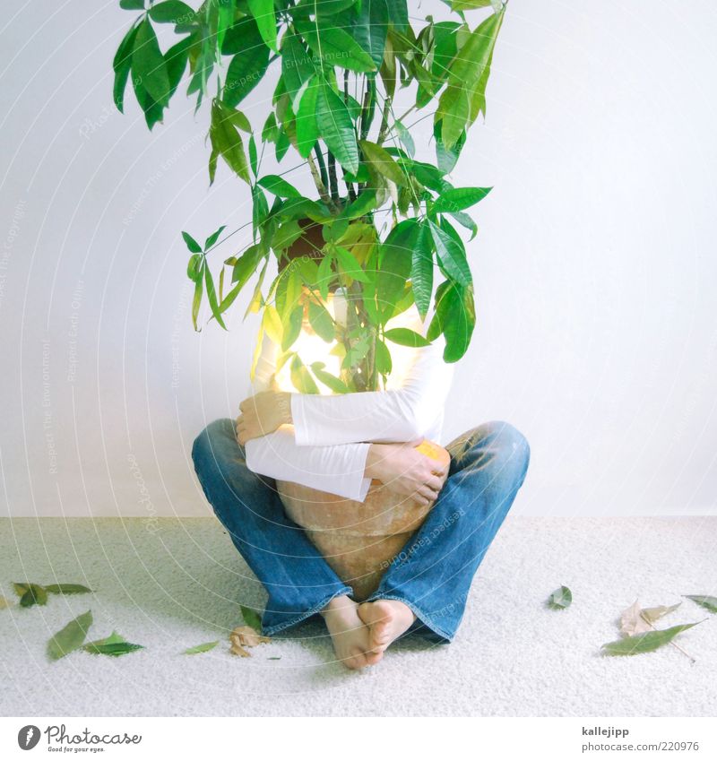 hug tree Mensch maskulin Mann Erwachsene 1 Umwelt Natur Klima Pflanze Baum Blatt Grünpflanze Topfpflanze Umarmen Umweltschutz Schutz schützend