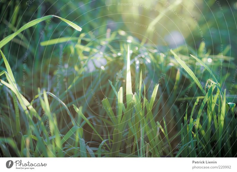 Good morning sunshine Umwelt Natur Pflanze Erde Sonnenlicht Herbst Wetter Schönes Wetter Gras Blatt Wildpflanze Wiese ästhetisch glänzend hell schön grün