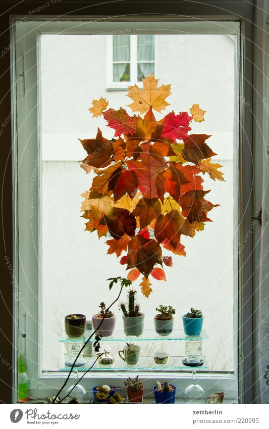 Herbst Lifestyle Stil Häusliches Leben Wohnung einrichten Innenarchitektur Dekoration & Verzierung Natur Blatt Fenster Schmuck Herbstlaub Kaktus mehrfarbig