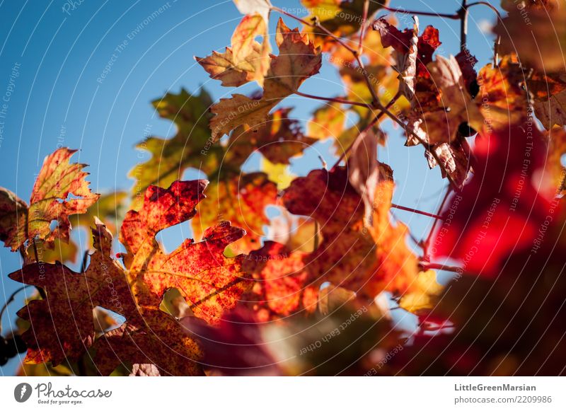 50 Schattierungen von Rot [3] Getränk Wein Umwelt Natur Sonne Sonnenlicht Herbst Pflanze Blatt blau mehrfarbig gelb gold grün orange rot schön Himmel himmelblau
