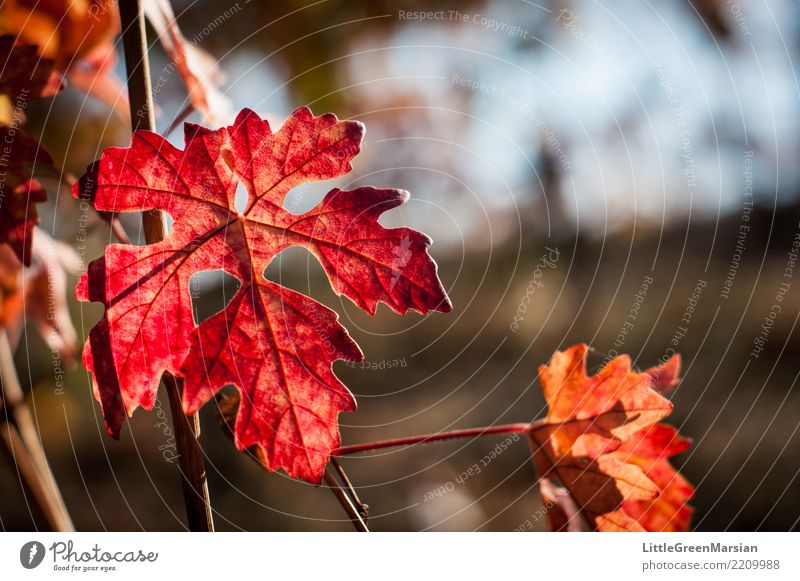 50 Schattierungen von Rot [1] Natur Sonne Sonnenlicht Herbst Schönes Wetter Pflanze Blatt Wein gold orange rot schön Weinbau Winzer Weinkeller Weingut Oktober