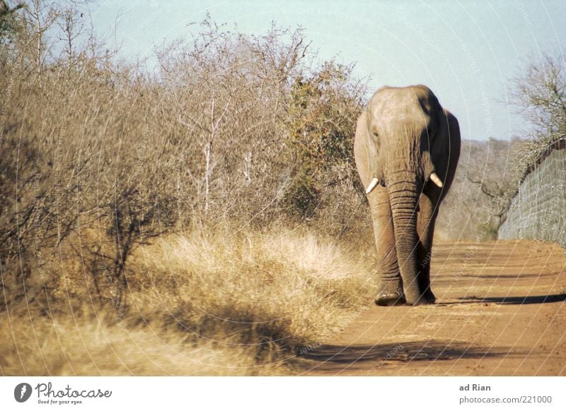 Schwerverkehr Natur Erde Sand Tier Elefant 1 ästhetisch Farbfoto Außenaufnahme Totale laufen Tierporträt Ganzkörperaufnahme Safari Wegrand Stoßzähne
