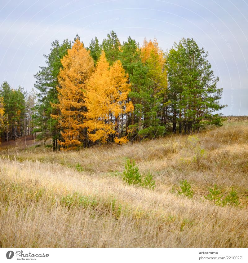 Herbstliche Nadelbäume, trockenes Grasfeld Land Landschaft Tag fallen Feld Wald grün Hügel Natur bedeckt Kiefer Russland Himmel Quadrat Baum Wetter gelb