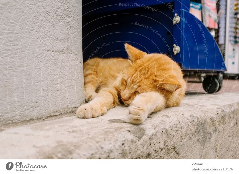 hundemüde Ferien & Urlaub & Reisen Sommerurlaub Dorf Stadt Tier Haustier Katze Erholung liegen schlafen elegant niedlich gold Vorsicht Gelassenheit ruhig