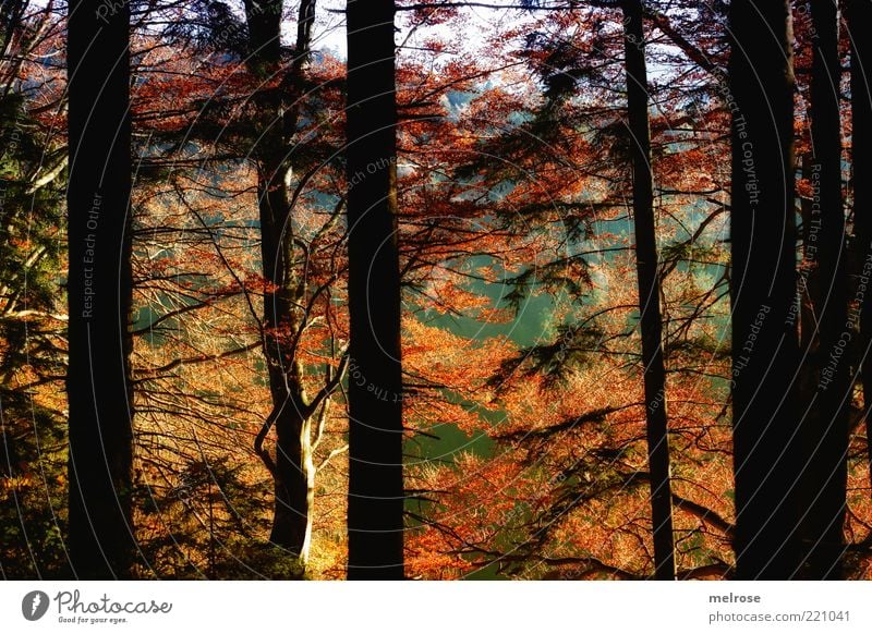 vor lauter Bäume den Wald nicht sehen ... Umwelt Natur Landschaft Himmel Sonnenlicht Herbst Schönes Wetter Baum Blatt Holz braun gelb gold grün schwarz Farbfoto