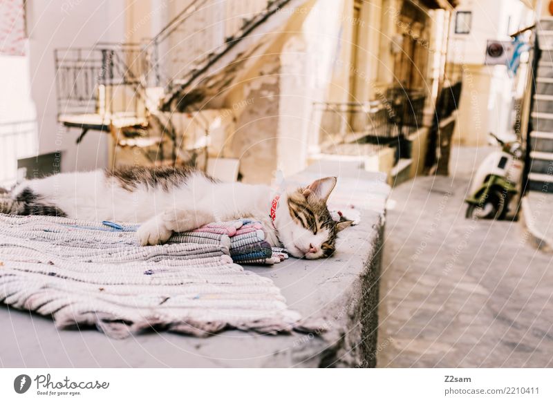 erstmal pennen Fischerdorf Altstadt Haustier Katze Erholung genießen liegen schlafen träumen kuschlig Gelassenheit ruhig Pause Griechenland Kos Straße Decke