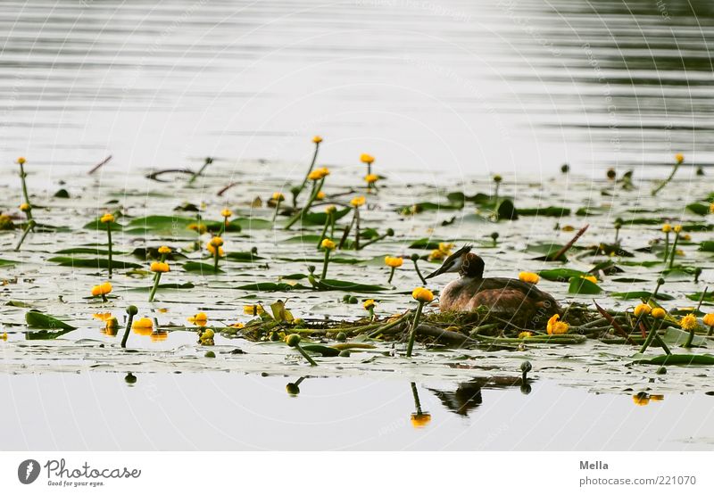 Der nächste Frühling kommt bestimmt Umwelt Natur Landschaft Pflanze Tier Wasser Wildpflanze Seerosen Seerosenteich Teich Wildtier Vogel Haubentaucher 1 Blühend