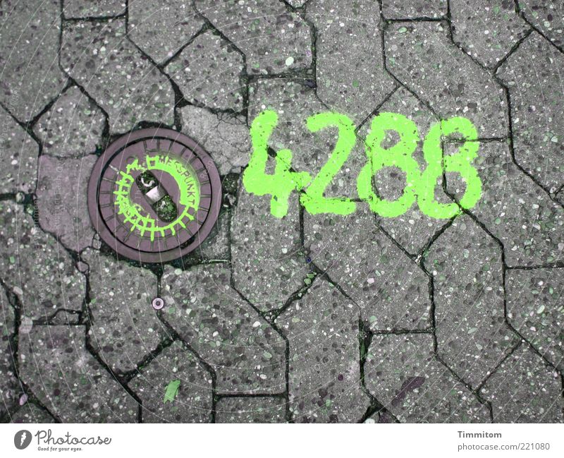 Pflasterzahl Messpunkt Wege & Pfade Beton Ziffern & Zahlen 4288 entdecken grün Klarheit Genauigkeit Messung hellgrün Farbfoto Außenaufnahme Menschenleer Tag