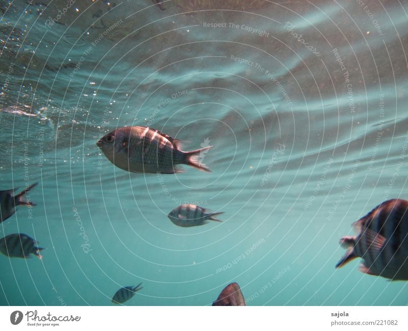von den sonnenstrahlen gekitzelt Umwelt Natur Tier Wasser Meer Wildtier Fisch Tiergruppe Schwarm blau Wellen gestreift Farbfoto Unterwasseraufnahme