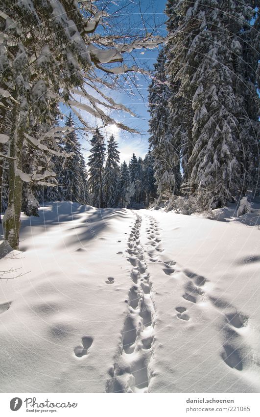 dem Winter entgegen Ferien & Urlaub & Reisen Tourismus Ausflug Schnee Winterurlaub Berge u. Gebirge wandern Klima Schönes Wetter Eis Frost Wald Fußspur hell