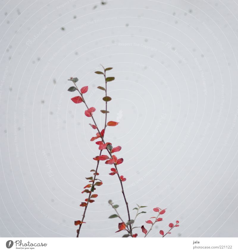 verzweigt Pflanze Sträucher Blatt Fassade grau grün rot Zweige u. Äste Farbfoto Außenaufnahme Menschenleer Textfreiraum rechts Hintergrund neutral Tag