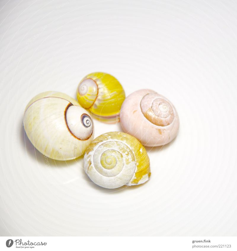 Geschnirkel in gelb und rosa Meeresfrüchte elegant exotisch Tier Wildtier Totes Tier Schnecke 4 ästhetisch authentisch weiß rein Kreis einfach Spirale Farbfoto