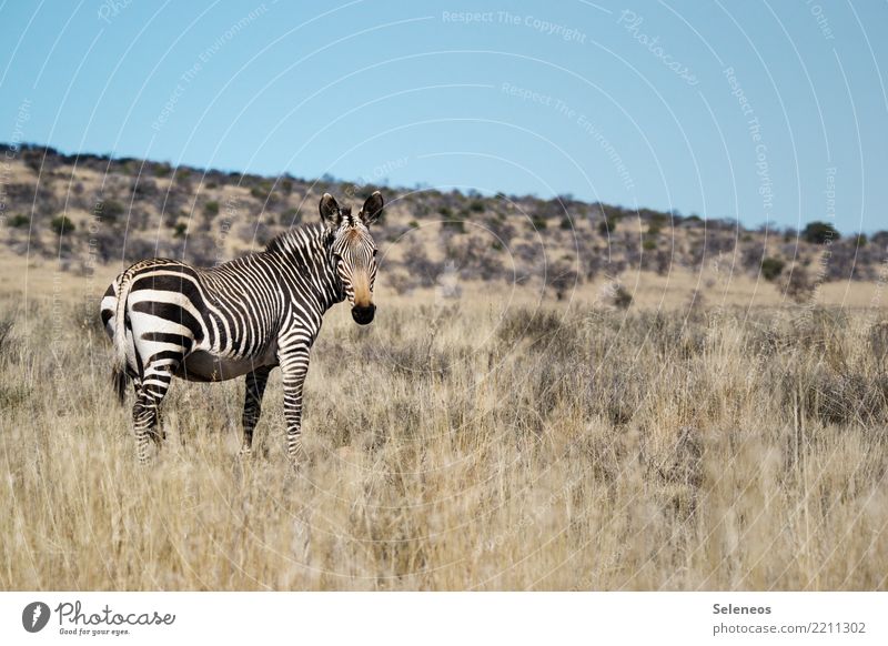 Mountain Zebra Wild Safari südafrika Wildtier Südafrika Tierporträt Natur Außenaufnahme Ferien & Urlaub & Reisen Freiheit Ferne Ausflug Tourismus Abenteuer
