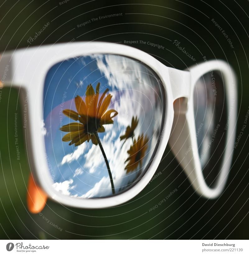 Ich will Sommer!!! Pflanze Himmel Wolken Schönes Wetter Blume Blüte Accessoire Brille Sonnenbrille blau schwarz weiß Spiegelbild Brillengestell UV-Strahlung
