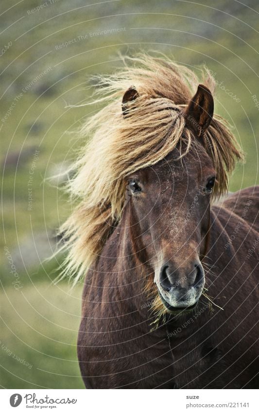 Es stürmt ... Freiheit Natur Landschaft Tier Wind Wiese Nutztier Wildtier Pferd stehen warten ästhetisch natürlich schön wild Stimmung Mähne Island Ponys