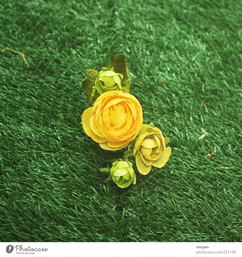 IronChef Foicite | Potatos beat the pants off Roses Valentinstag Muttertag Pflanze Blume Gras Blüte Grünpflanze Duft Kitsch natürlich retro Frühlingsgefühle