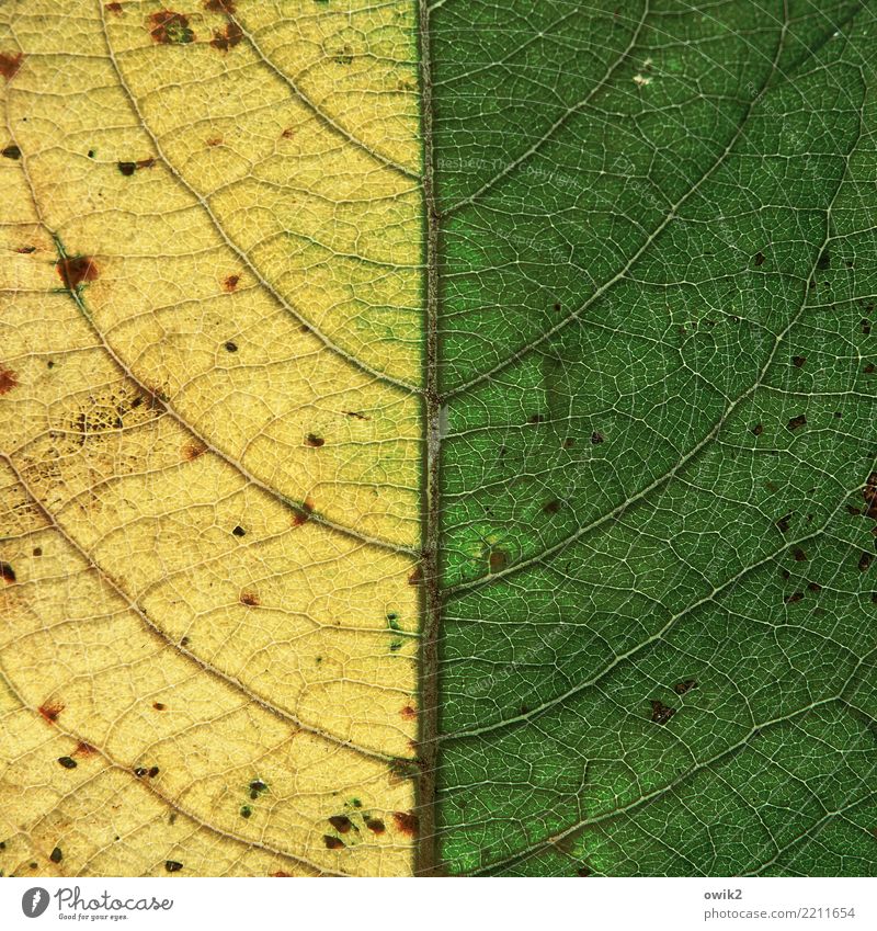 Halb Herbst Natur Pflanze Blatt Blattadern dünn klein nah gelb grün Verfall Vergänglichkeit Hälfte Herbstlaub Herbstfärbung Symmetrie Mitte graphisch Farbfoto