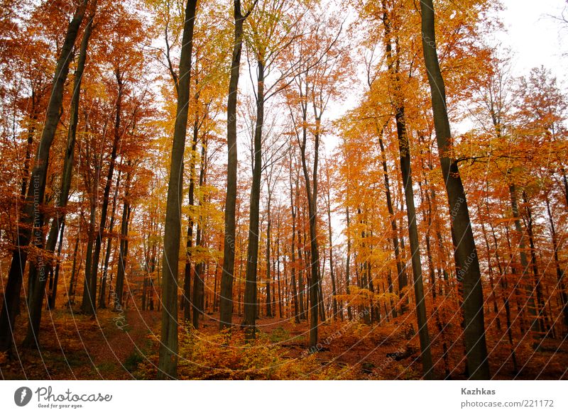 Herbst 1 Ferien & Urlaub & Reisen Freiheit Pflanze Baum Blatt Park Wald Parkentin Deutschland Europa gelb schwarz Farbfoto Menschenleer Tag Kontrast