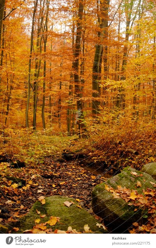 Herbst 2 Umwelt Natur Pflanze Baum Blatt Wildpflanze Park Wald Parkentin Deutschland Europa Sehenswürdigkeit Stein gelb schwarz Farbfoto Menschenleer Tag