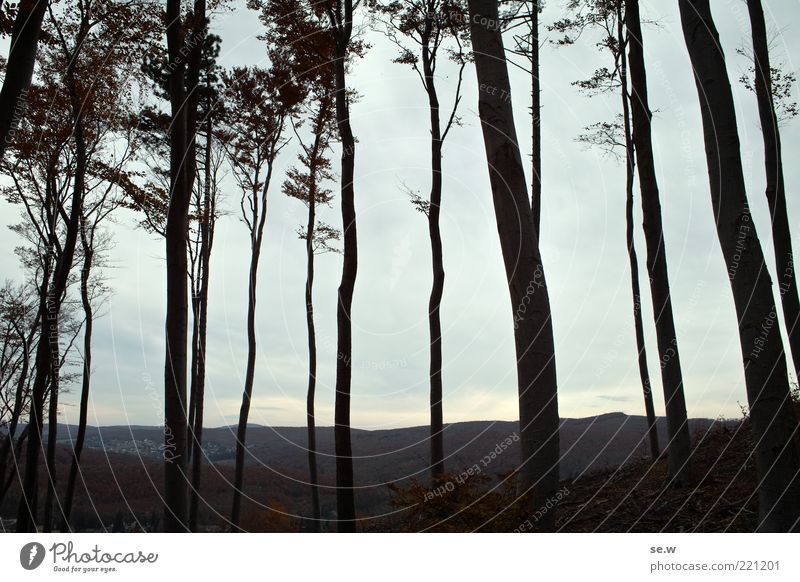 Wienerwald Natur Landschaft Himmel Wolken Herbst Baum Wald Hügel beobachten Unendlichkeit kalt braun grau schwarz ruhig Einsamkeit Vergänglichkeit Menschenleer