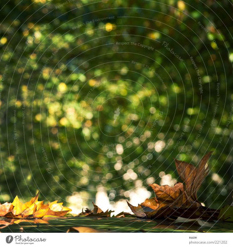 Evergreen Umwelt Natur Landschaft Herbst Blatt leuchten ästhetisch grün Jahreszeiten Ahornblatt herbstlich Herbstlaub Herbstbeginn Novemberstimmung Blendenfleck