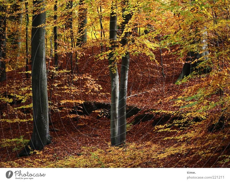 Der Hirsch ist heute scheu und kommt nicht Herbst gelb Baum Blatt Ast Außenaufnahme durcheinander Menschenleer Farbfoto Dynamik leuchten diagonal aufwärts schön