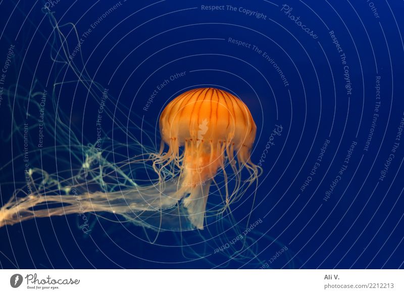 Medusa 3 Wasser Qualle Aquarium 1 Tier Schwimmen & Baden tauchen blau orange schwarz Farbfoto Innenaufnahme Menschenleer Nacht Kunstlicht Licht Tierporträt
