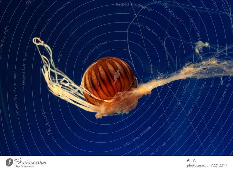 Medusa 1 Wasser Tier Qualle Aquarium Schwimmen & Baden tauchen blau braun gelb orange schwarz Farbfoto Innenaufnahme Nahaufnahme Menschenleer Nacht Kunstlicht