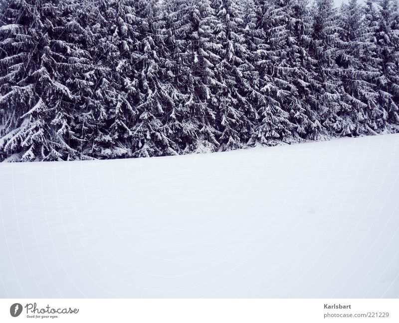 white room. Wohlgefühl Erholung ruhig Winter Schnee Umwelt Natur Landschaft Klima Eis Frost Baum Wald Menschenleer Linie Wandel & Veränderung Tanne