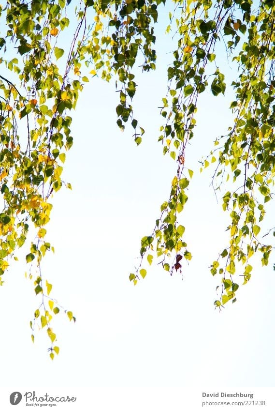 Herbstlicher Vorhang Natur Pflanze Luft Wolkenloser Himmel Schönes Wetter Blatt Grünpflanze grün weiß Herbstbeginn herbstlich Jahreszeiten Ast hängen
