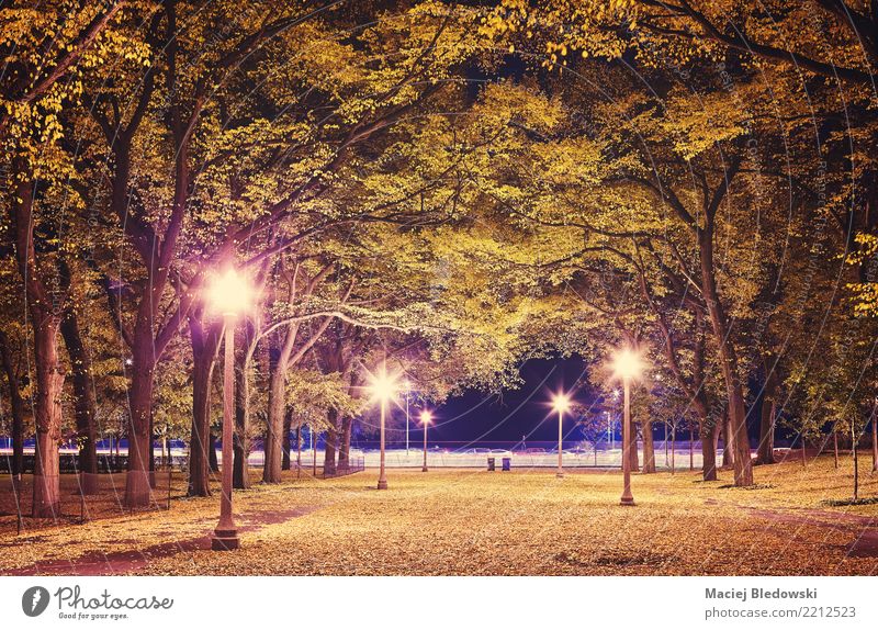 Stadtpark in der Nacht. Sightseeing Lampe Herbst Baum Blatt Park grün violett rosa Stimmung Traurigkeit Heimweh Erholung geheimnisvoll Großstadt Jahreszeiten