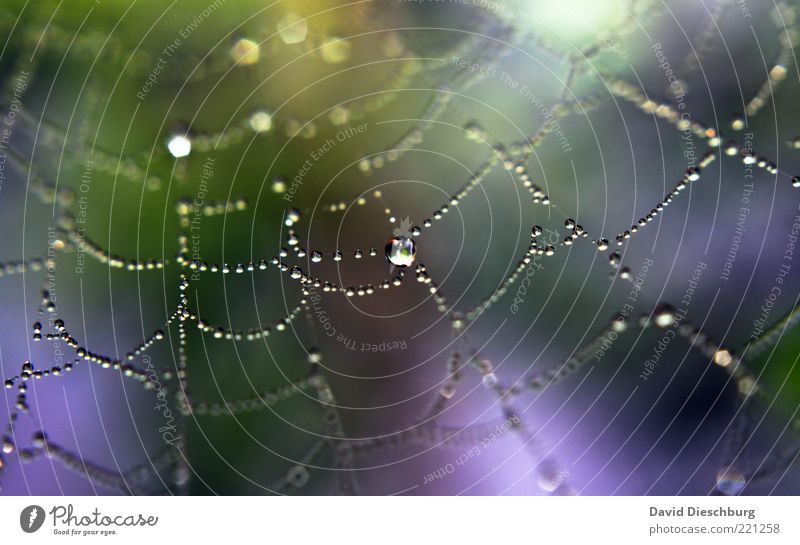 *100* Tropfenfotos Natur Wasser Wassertropfen Regen violett Spinnennetz Netzwerk Verbindung glänzend Linie Vernetzung Farbfoto Außenaufnahme Nahaufnahme