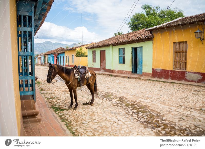Trinidad Tier Nutztier 1 blau braun mehrfarbig gelb grün Pflastersteine Straße Kuba Reisefotografie Pferd Reiten Wolken Pause warten Häuserzeile Farbfoto