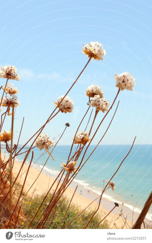 Strandschönheiten wandern Sand Wasser Himmel Sommer Schönes Wetter Pflanze Blume Blüte Wildpflanze Küste Algave Blühend Erholung Ferien & Urlaub & Reisen