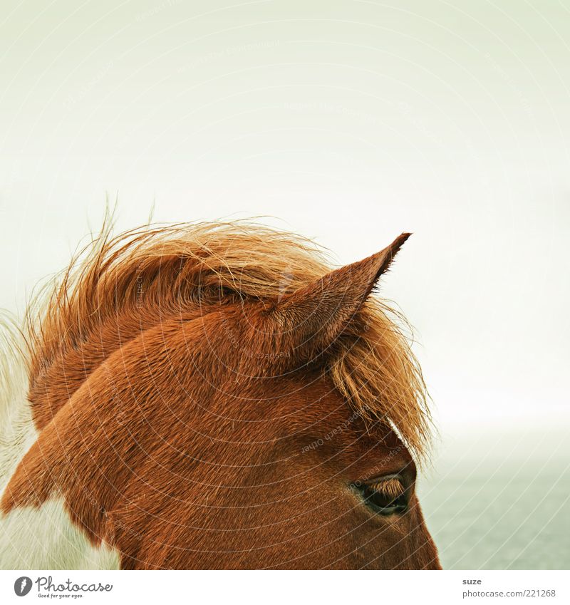 Abschnitt schön Natur Tier Himmel Wind Nutztier Wildtier Pferd stehen warten ästhetisch natürlich wild Stimmung Mähne Island Ponys Kopf Schecke Ohr Farbfoto