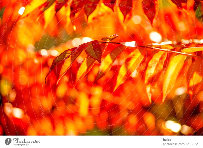 herbstlich verfärbtes Eschenlaub schön Natur Pflanze Herbst Baum Blatt hell Wärme gelb rot prächtig Zweig Jahreszeiten farbig Farbe Hintergrundbild konzept