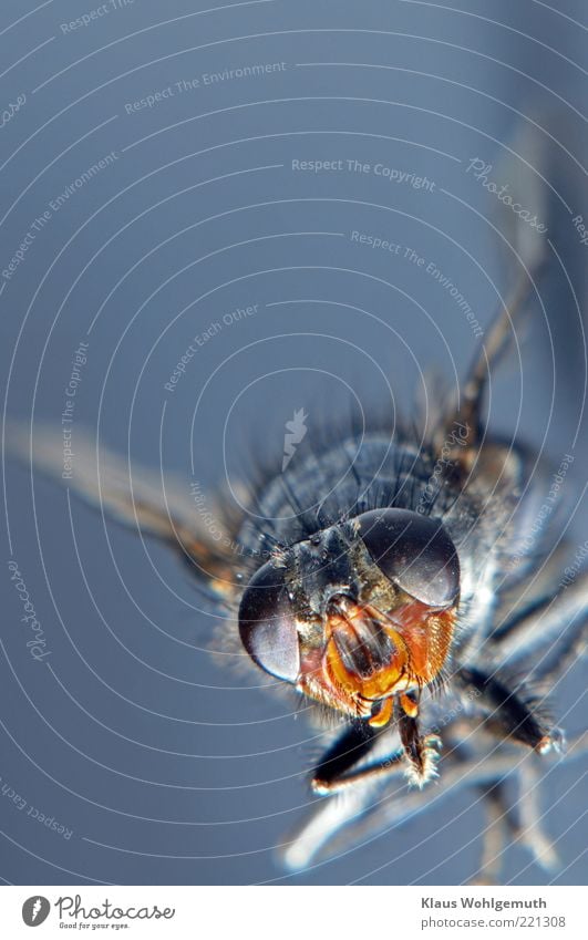 Porträt einer getrockneten Stubenfliege Umwelt Natur Tier Sommer Fliege Totes Tier 1 liegen blau gelb schwarz Farbfoto Studioaufnahme Nahaufnahme Makroaufnahme