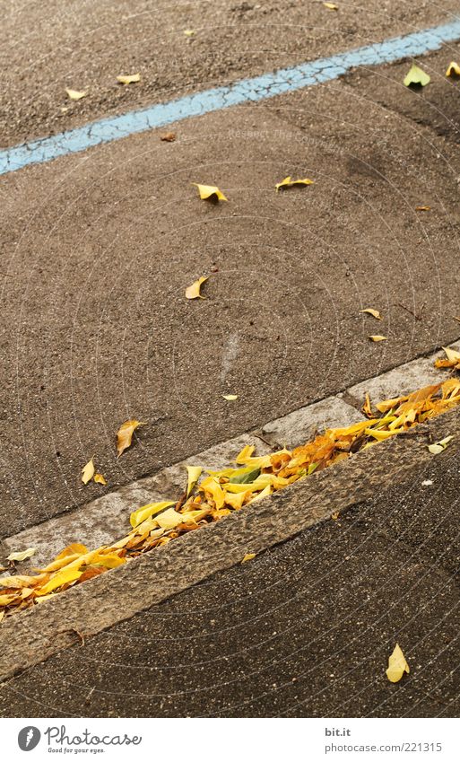 Streifen Straße Wege & Pfade Stein Linie einfach trocken unten braun gelb grau Perspektive Wandel & Veränderung Herbst Herbstlaub herbstlich Asphalt Blatt