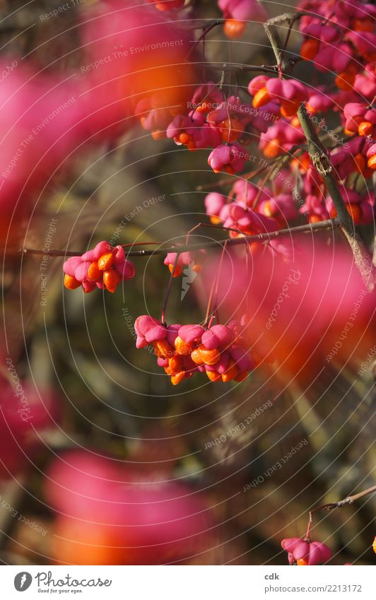 herbstliches Farbenspiel Umwelt Natur Pflanze Sträucher authentisch klein natürlich schön orange rosa Beeren Farbfoto Außenaufnahme Detailaufnahme Tag Licht