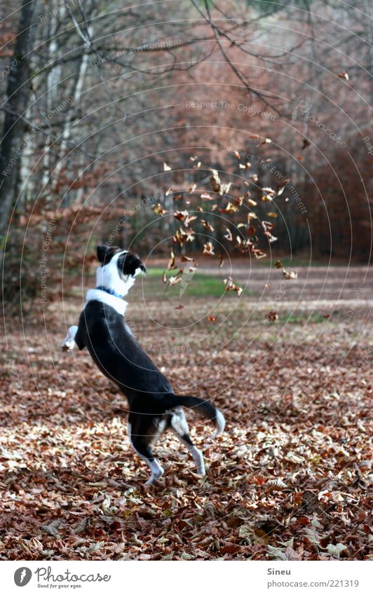 Laubtanz Herbst Blatt Wald Hund 1 Tier fangen Spielen springen lustig verrückt Freude Glück Fröhlichkeit Zufriedenheit Lebensfreude Tierliebe Bewegung Energie