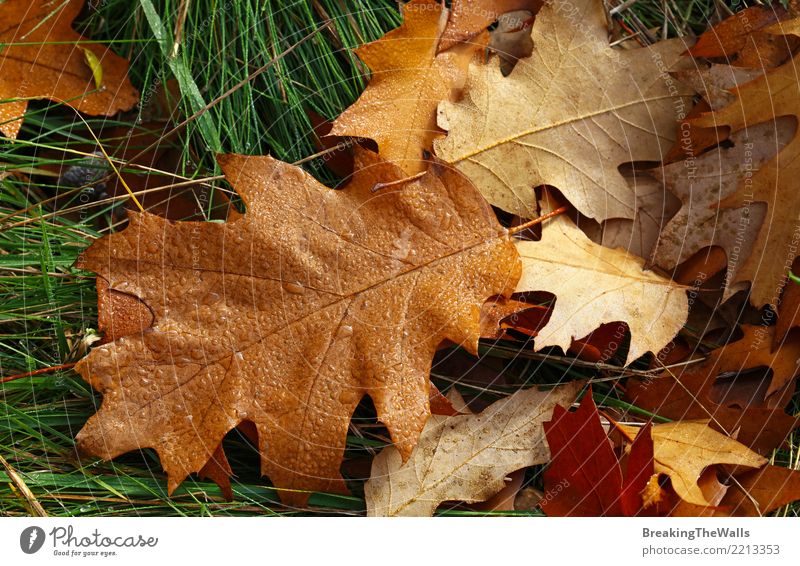 Gefallene braune Herbsteiche verlässt mit Tautropfen Natur Pflanze Wassertropfen Wetter Schönes Wetter Regen Gras Blatt Eichenblatt Eichenwald Park Wald liegen