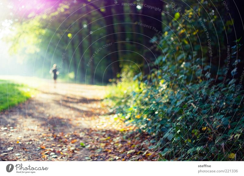 Wegelagerer 1 Mensch Natur Sonne Sonnenlicht Herbst Schönes Wetter Baum Sträucher Park Wald laufen Joggen Farbfoto mehrfarbig Gegenlicht Sonnenstrahlen einzeln